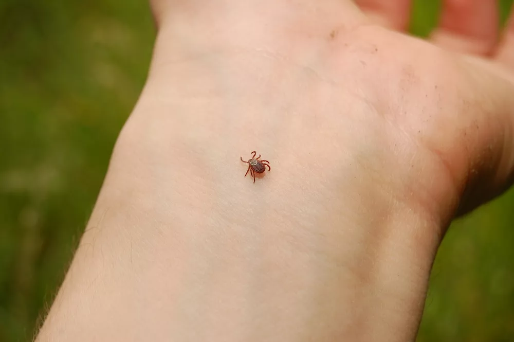 Kde na těle hledat klíště? Tato místa jako většina