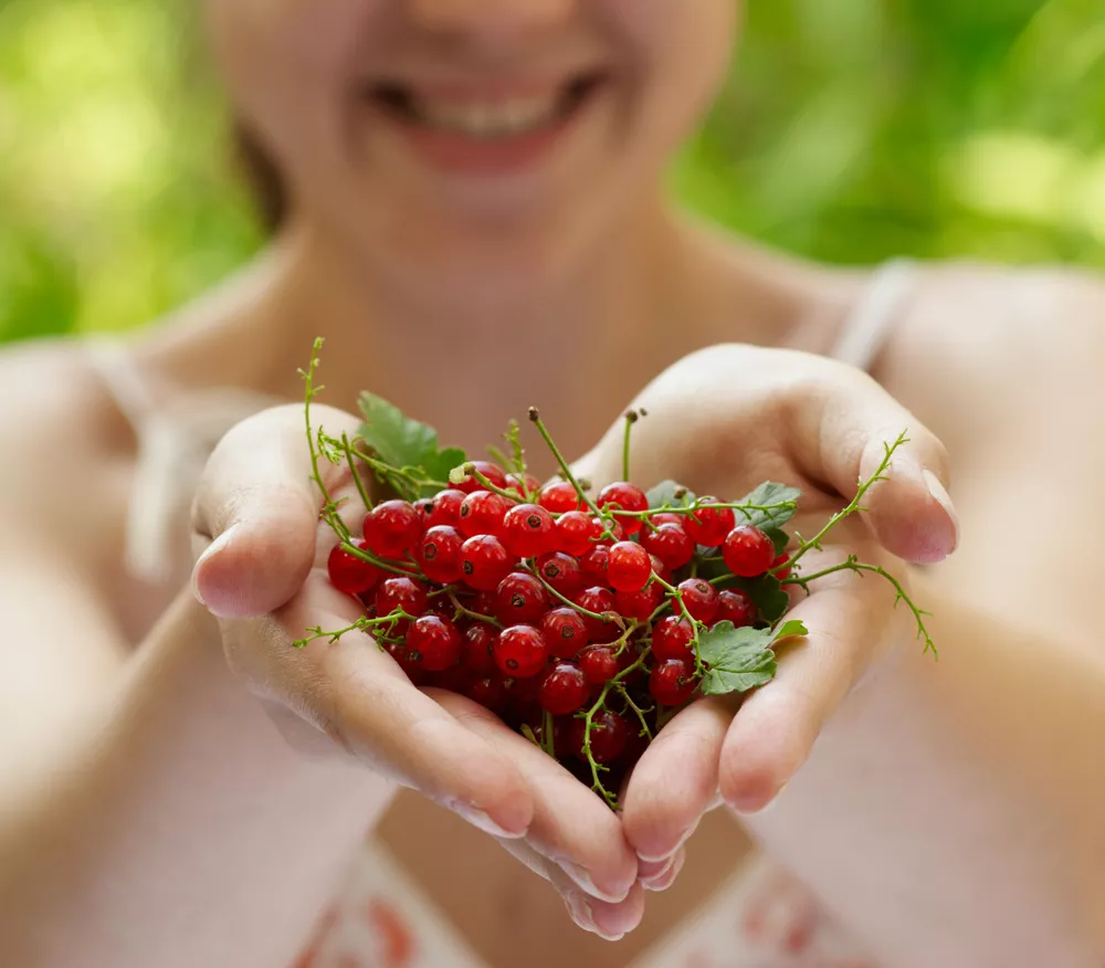 Nízký obsah kalorií, ale velké výhody pro srdce, trávení a pokožku. Jíst také Redcurrants