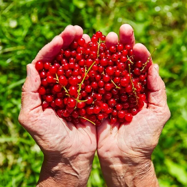 Nízký obsah kalorií, ale velké výhody pro srdce, trávení a pokožku. Jíst také Redcurrants