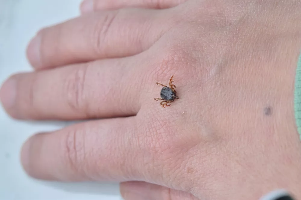 Kde na těle hledat klíště? Tato místa jako většina