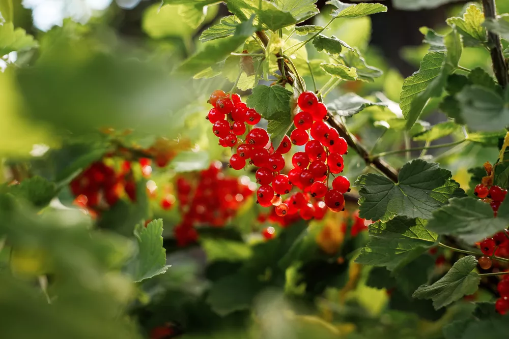 Nízký obsah kalorií, ale velké výhody pro srdce, trávení a pokožku. Jíst také Redcurrants