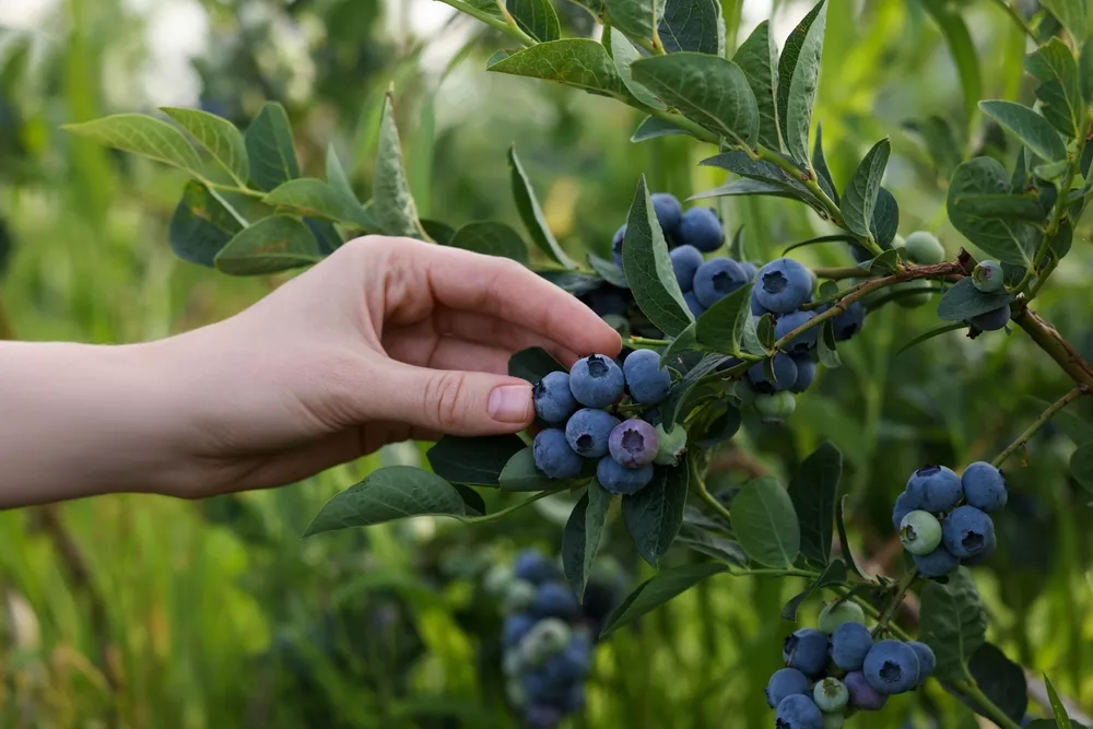 Lepší než vklady kávy a citronová voda. Přírodní hnojivo přímo z lesa pro úrodu borůvek