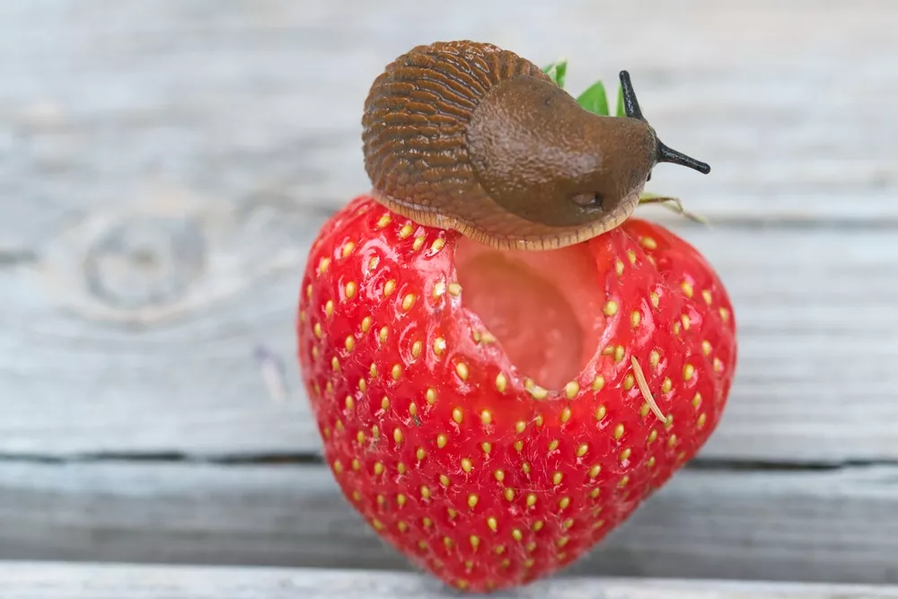 Nalijte jahody. Působí jako přírodní hnojivo a jsou bariérou proti slimáku